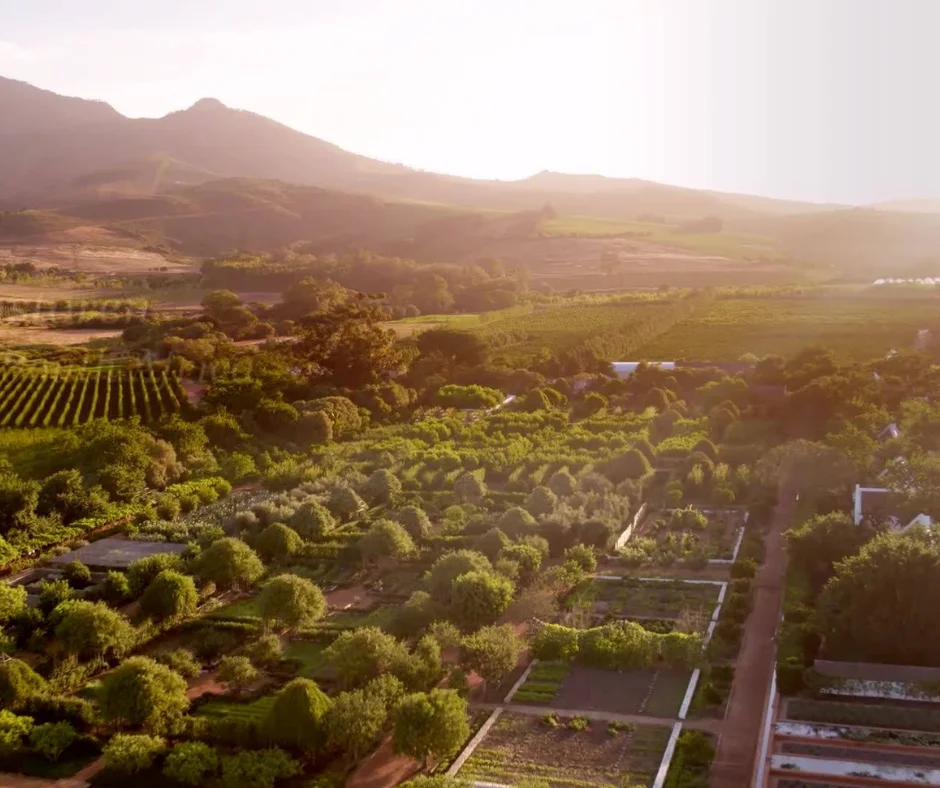 Blog Posts Top 5 Franschhoek Lunch Spots with a View
