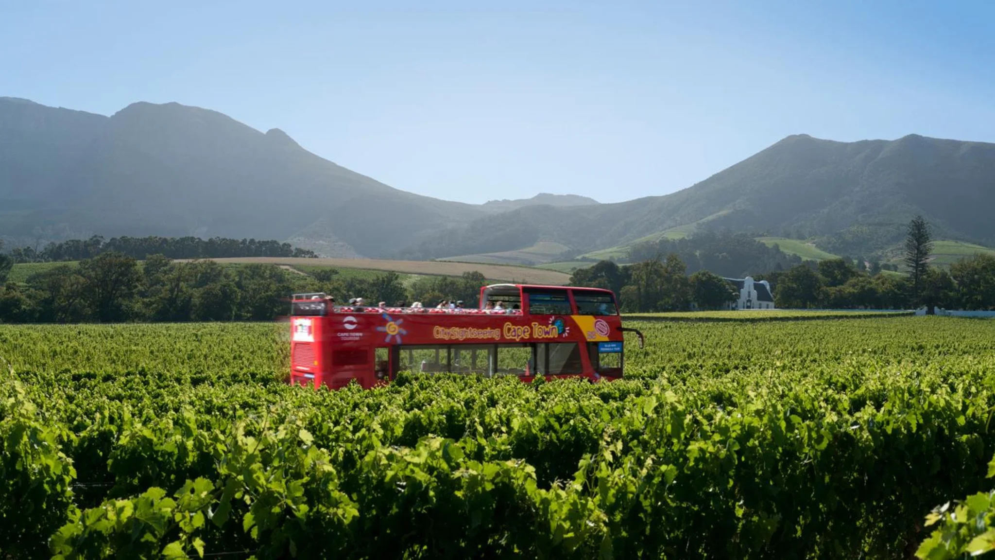 Constantia Valley Wine Bus: Discover the Constantia Wine Route