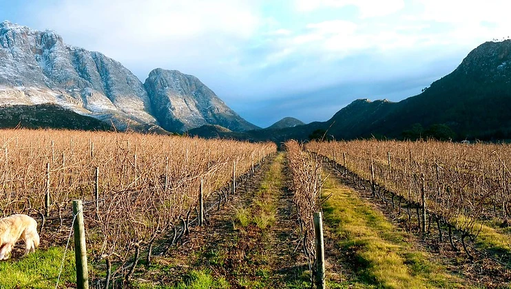 Herold Wines wine estate in Garden Route