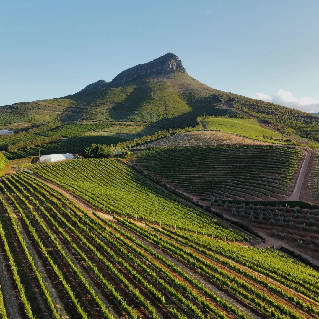 Cape Winelands Highlights
