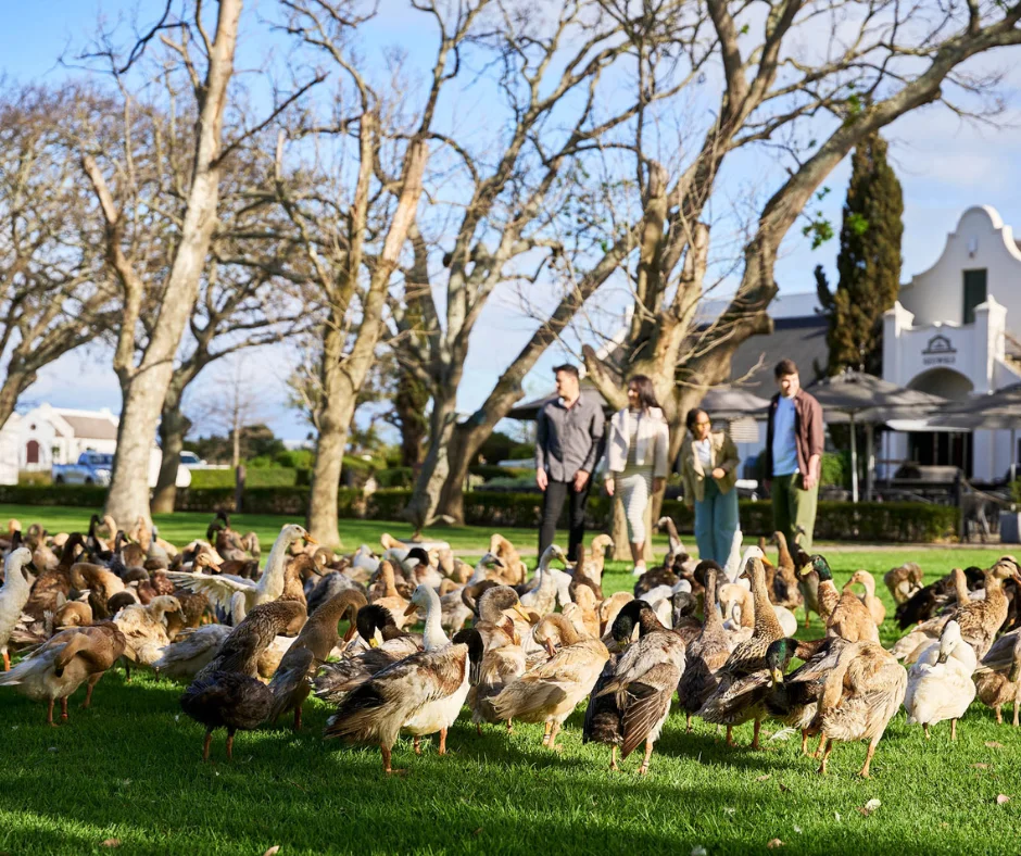 What to do in the Winelands