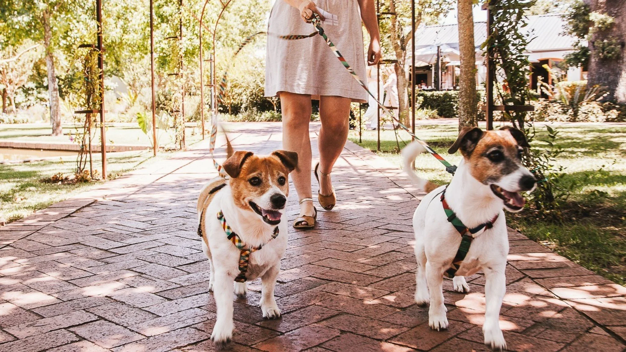 Lourensford Dog-Friendly Wine Estates