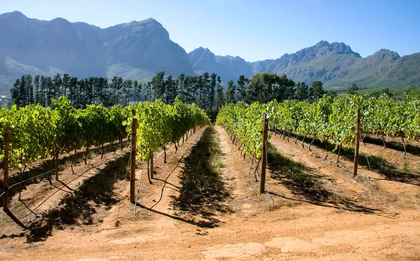 Camberley Wines — Stellenbosch wine estate, Western Cape