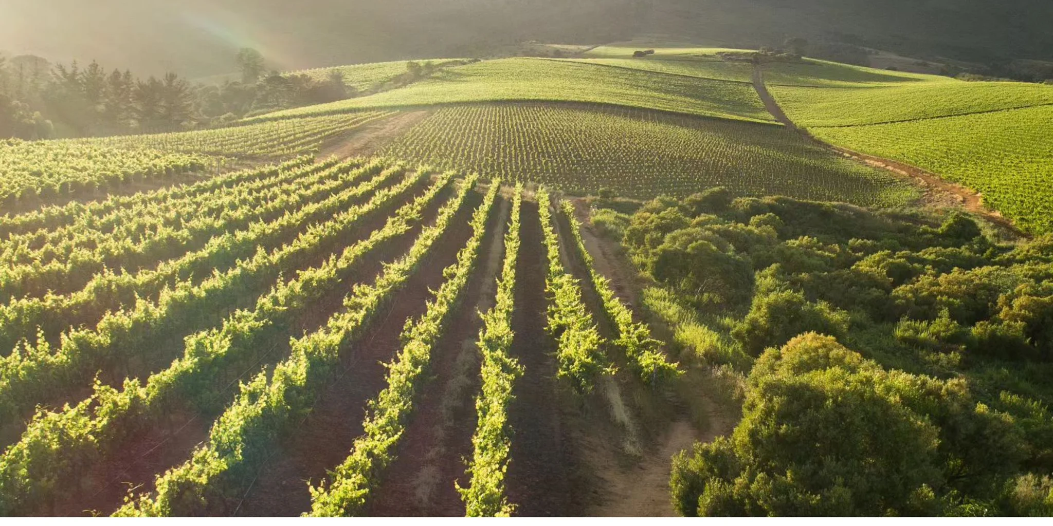 Alto Wine Estate: Wine Routes in Cape Town