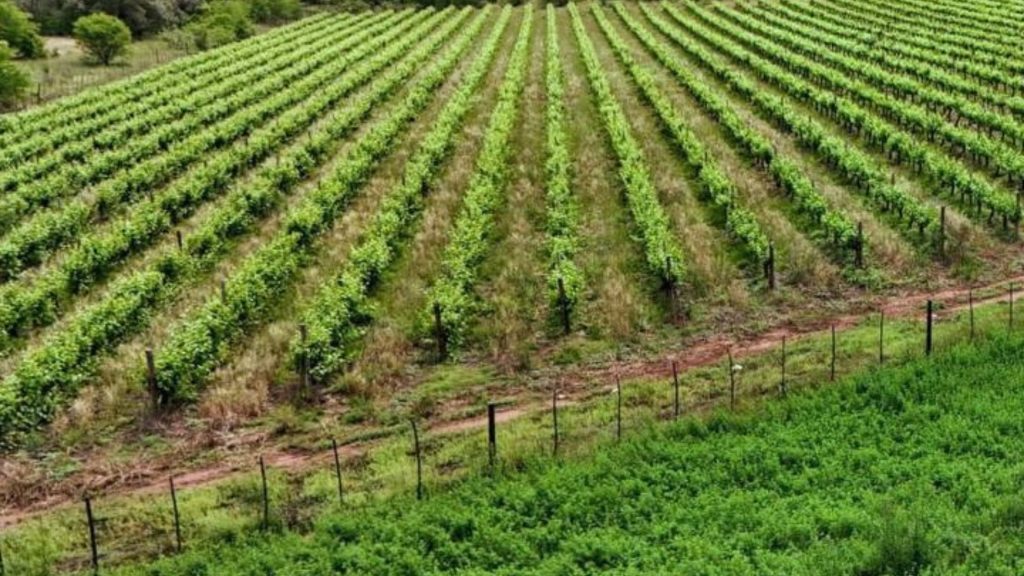 Boplaas — Klein Karoo wine estate