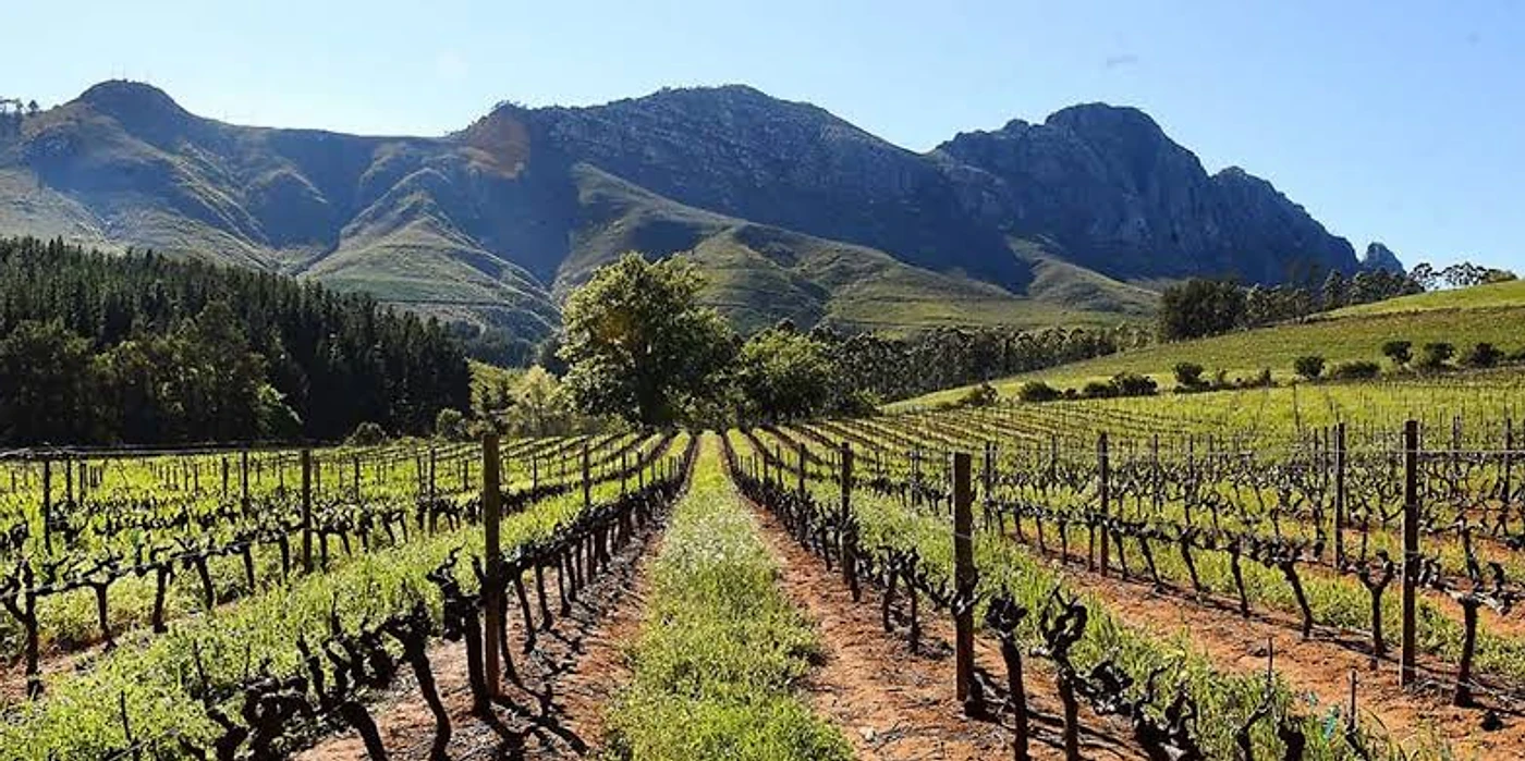 Classic White Wine Tour — Multi-region wine tour