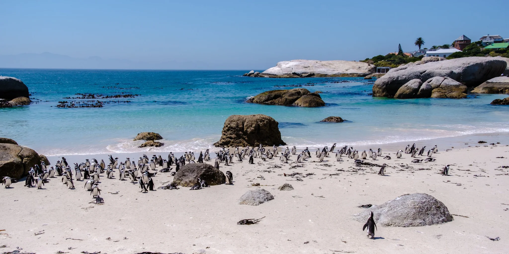 Boulders Beach Things to do in Cape Town