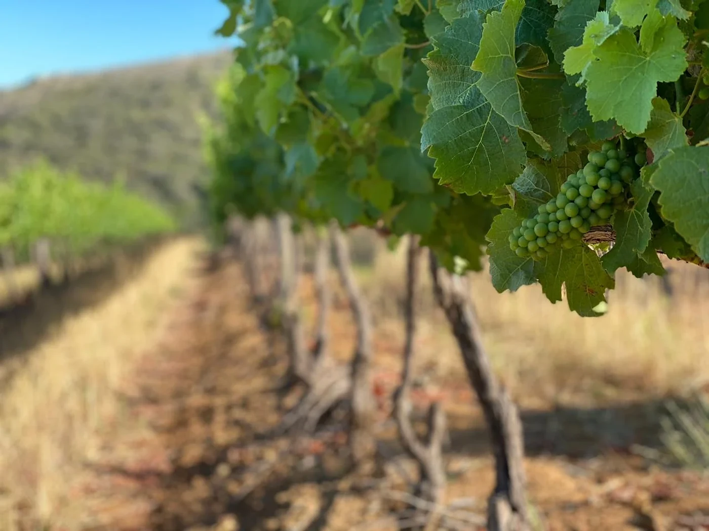 Hillcrest Wine Estate — Durbanville wine estate, Western Cape