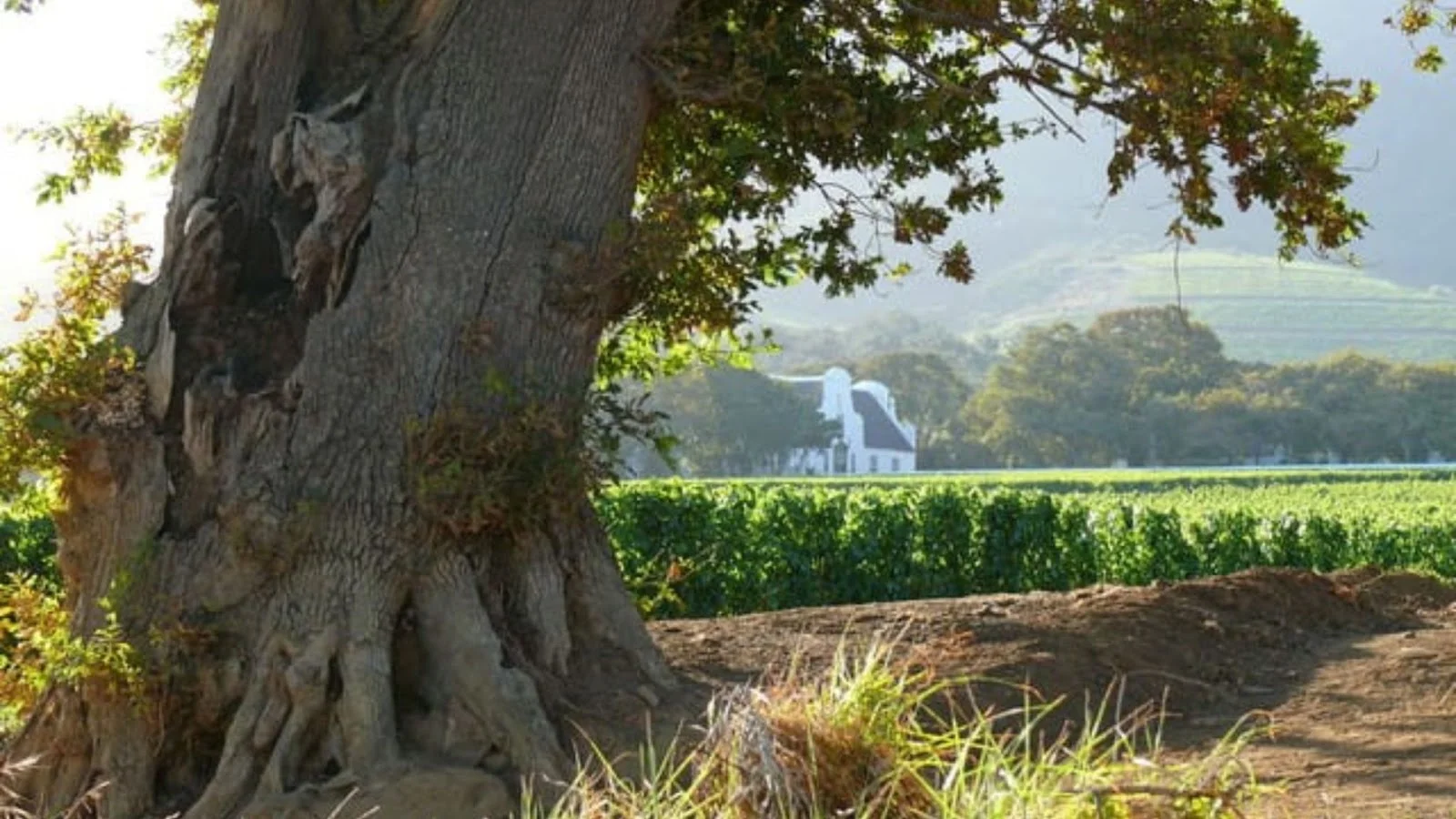 Groot Constantia