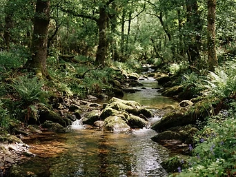 Baño de bosque