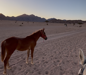 Horse Riding Experience 1