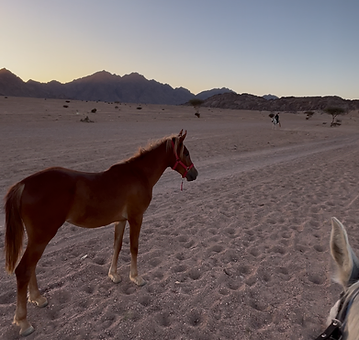 Horse Riding Experience 2
