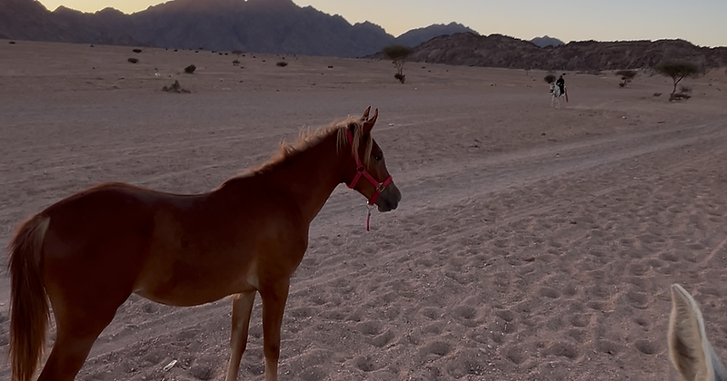 Horse Riding Experience 2