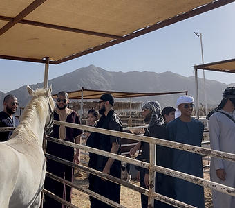 Horse Riding Experience 13