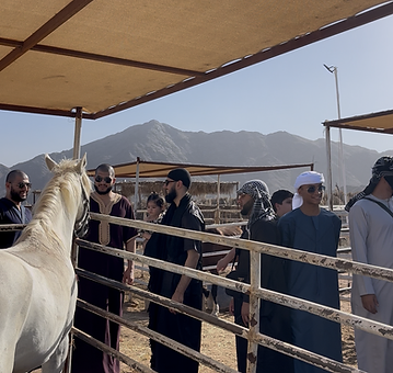 Horse Riding Experience 14