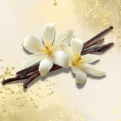 Vainilla