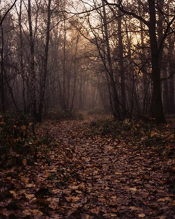 Autumn Woodland Walk