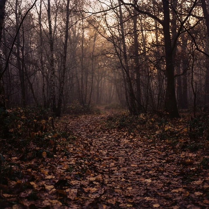Autumn Woodland Walk