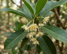 Spanish Cherry