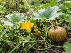 Pumpkin