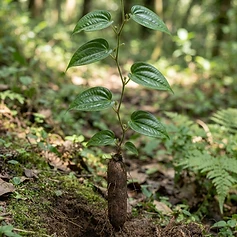 Indian Wild Sweet Potato