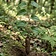 Indian Wild Sweet Potato