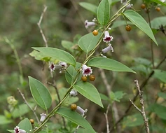 Stink Vine