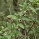 Stink Vine
