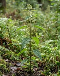 Stinging Nettle