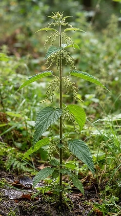 Stinging Nettle