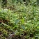 Stinging Nettle