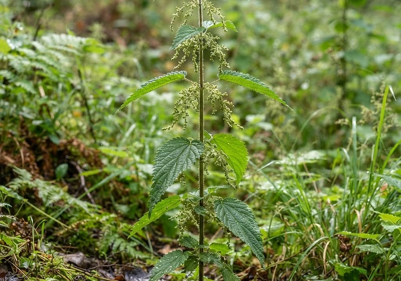 Stinging Nettle