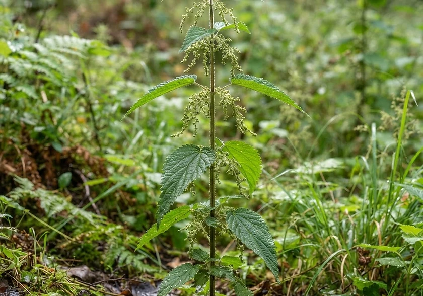 Stinging Nettle