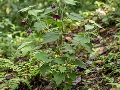 Devil's Cotton
