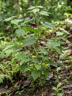Devil's Cotton