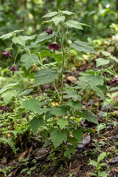 Devil's Cotton