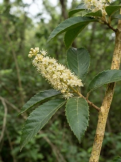 Lodh Tree