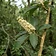 Lodh Tree