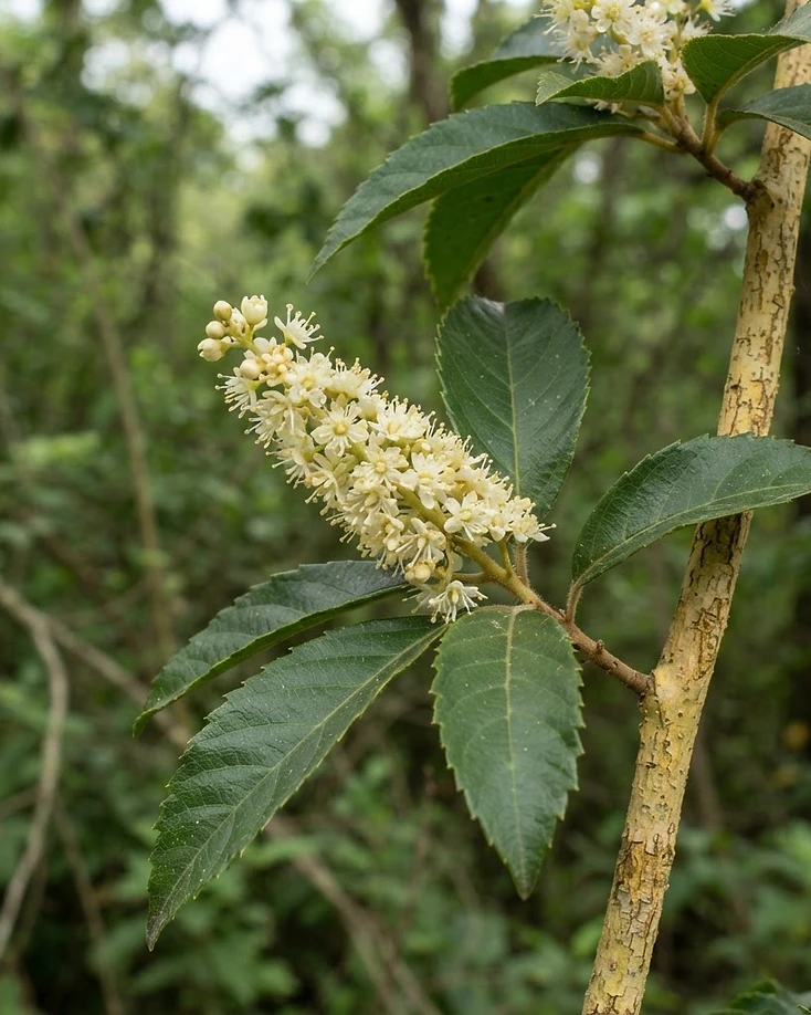 Lodh Tree
