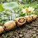 East Indian Lotus Tuber