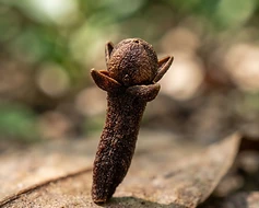 Clove