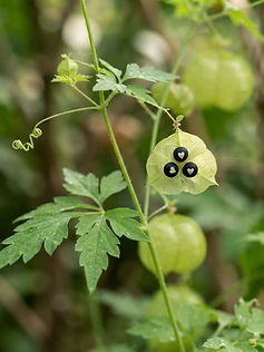 Balloon Vine