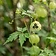 Balloon Vine