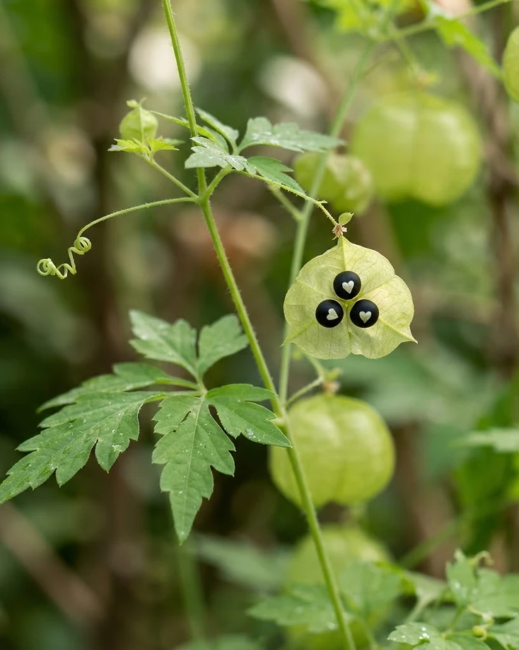Balloon Vine