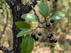 Clearing Nut Tree