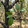 Clearing Nut Tree