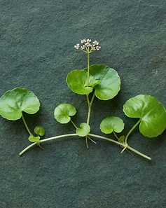 Mandukaparni