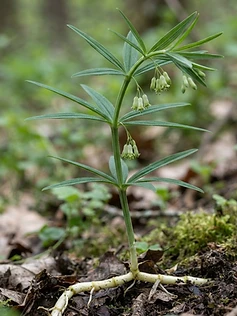 Indian Solomon's Seal