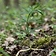Indian Solomon's Seal