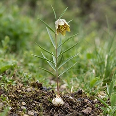 Himalayan Fritillary